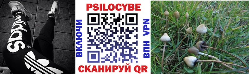 Купить закладки Сясьстрой Псилоцибиновые грибы Psilocybe